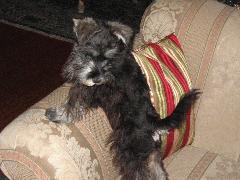 Harley IMG_2995.JPG Harley IMG_2995.JPG